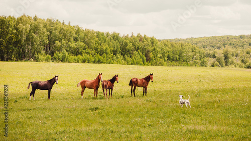 horses grazing in field