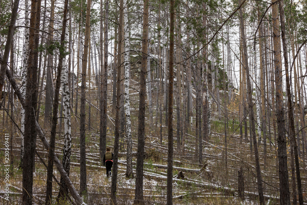 Traveling in the forest with windbreak after the storm Traveling in the forest with windbreak after the storm