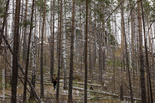 Traveling in the forest with windbreak after the storm © Alexander