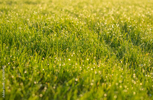 Drops on green grass with beautiful green bokeh background. © cherokee4