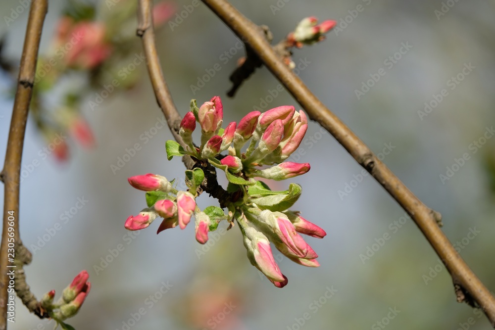 branch of a tree with flowers