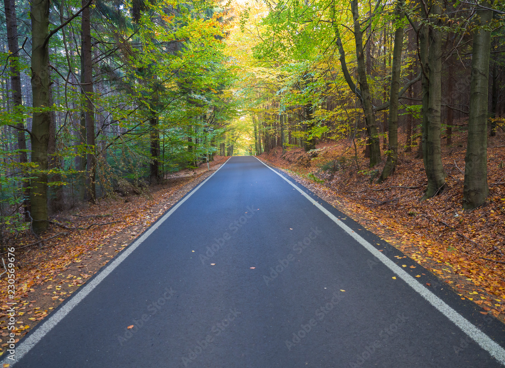 Straight Stretch of a Asphalt road through colorful deciduous forest in the autumn with fallen leaves of oak and Maple Trees, deminishing perspective