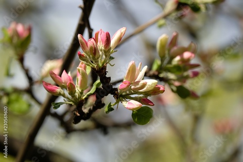 branch of a tree with flowers
