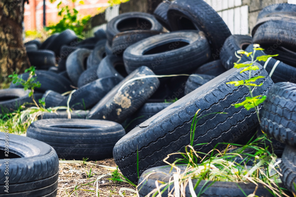A young green tree makes its way through a bunch of old car tires A young green tree makes its way through a bunch of old car tires