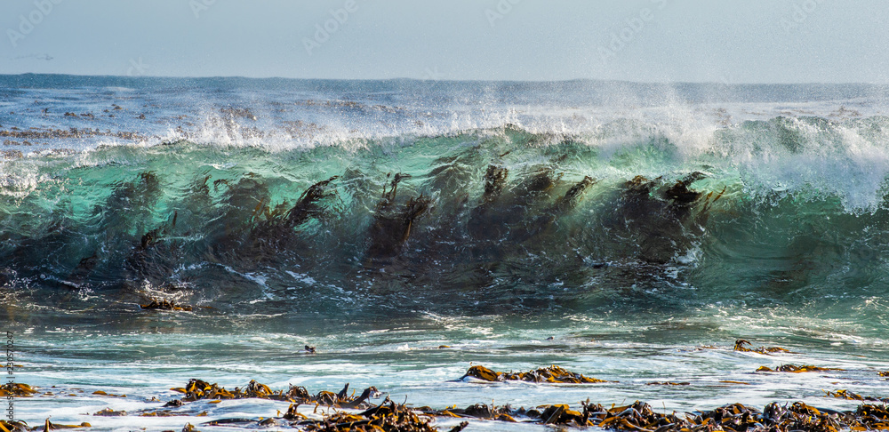 Obraz premium Wodorosty przez falę surfingu. Przylądek Dobrej Nadziei. Afryka Południowa.