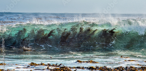 Seaweed through the surf wave. Cape of Good Hope. South Africa.