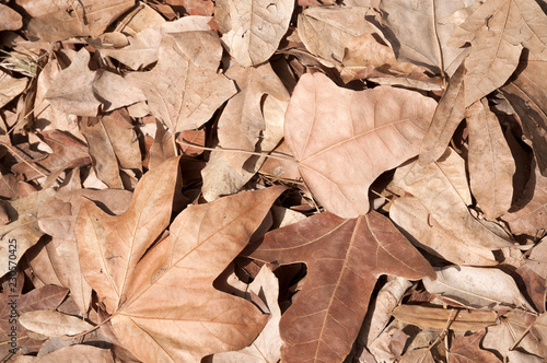 Leaves surface, dried leaf