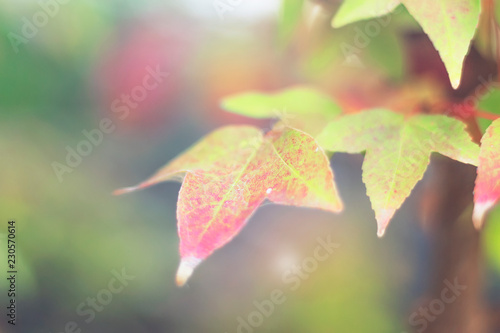 Season concept  Red maple leaves in autumn season with blue sky blurred background
