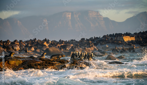 African Penguins on Seal Island. Seals colony on the background. African penguin, Spheniscus demersus, also known as the jackass penguin and black-footed penguin. False Bay. South Africa. photo