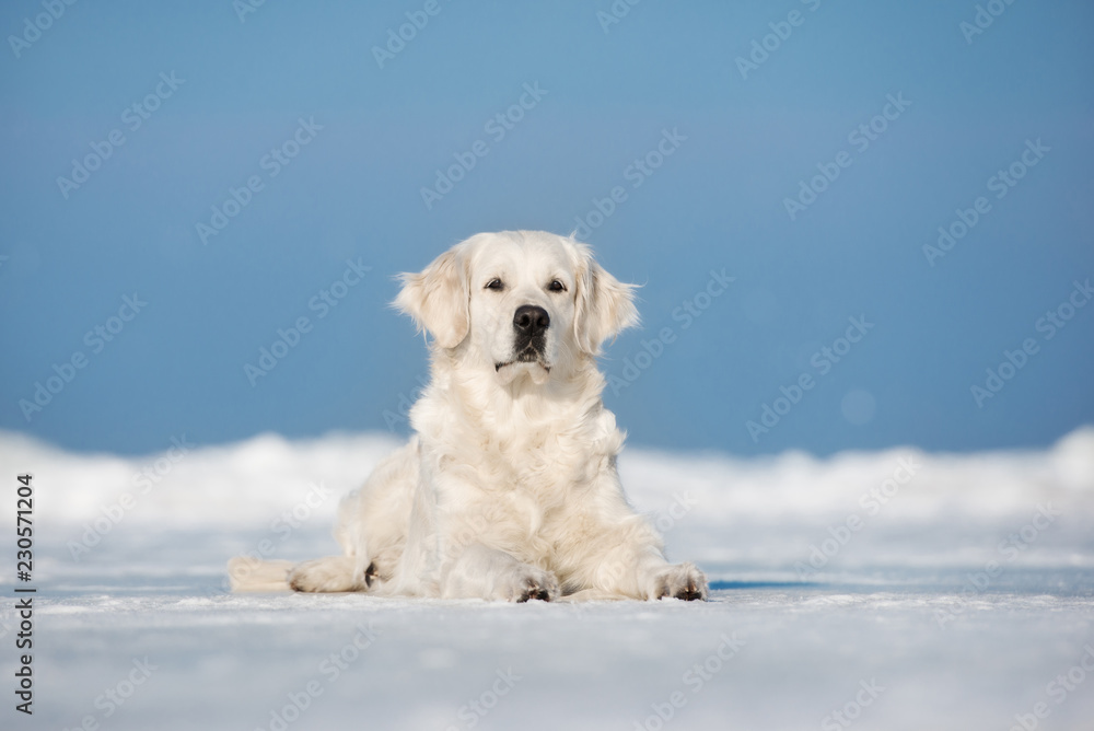 golden retriever dog lying down outdoors in winter