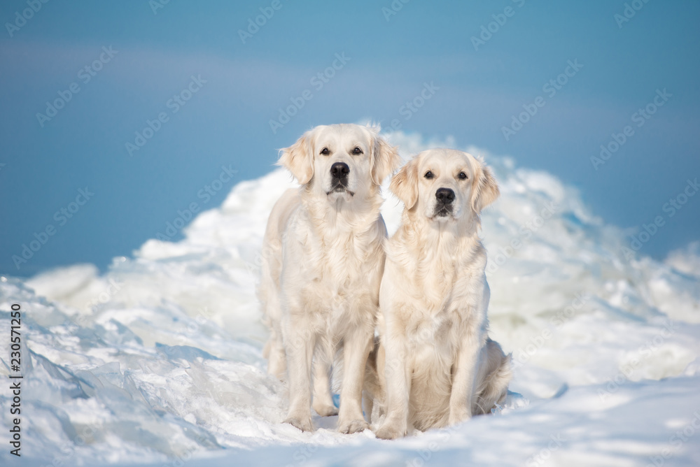 two golden retriever dogs posing together on beach in winter two golden retriever dogs posing together on beach in winter