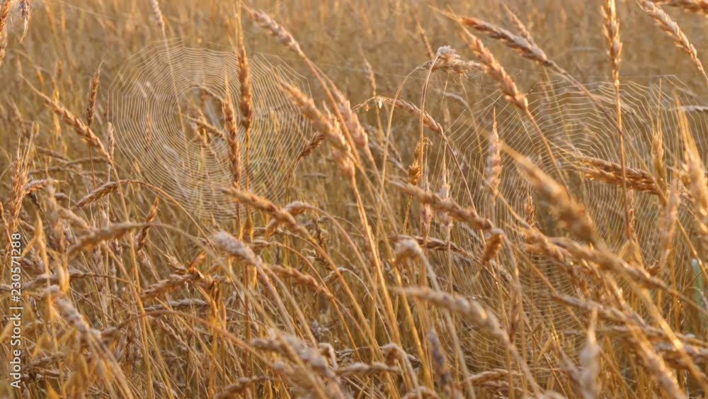 Two round spider webs in the middle of wheat field. Sunset time