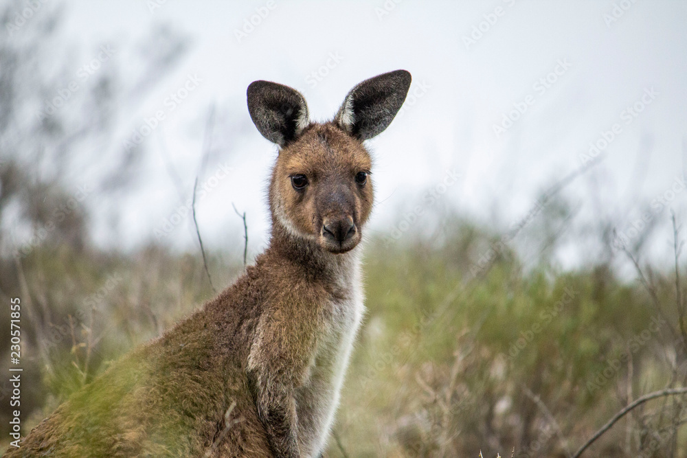 kangaroo in the wild kangaroo in the wild