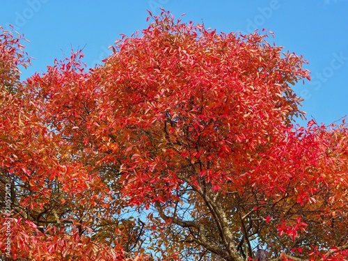 Nissa Silvatica Tree photo