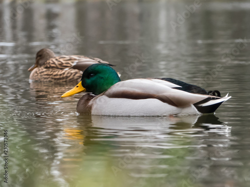Mallard on the lake. Wild duck on water.