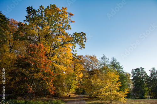 Autumn trees with yellow  orange and brown foliage