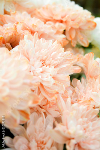 Bouquet of Salmon Color and White Chrysanthemum or Golden-Daisy