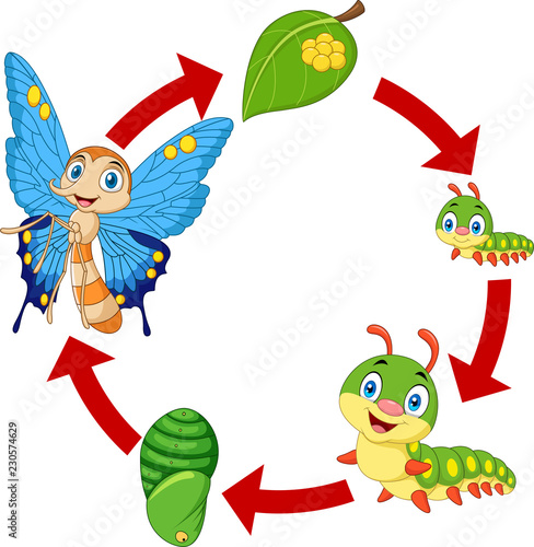 Illustration of butterfly life cycle