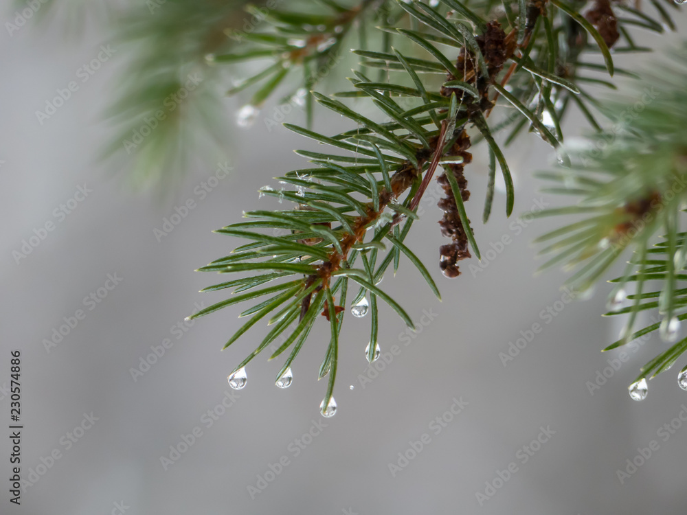 Rain drops on needles. Water drops on needles closeup. Rain drops on needles. Water drops on needles closeup.