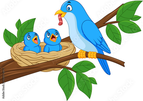 Mother blue bird feeding babies in a nest