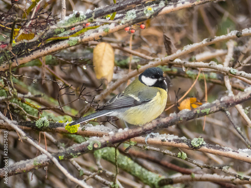 Wallpaper Mural Coal tit on the tree. Periparus ater on tree. Torontodigital.ca