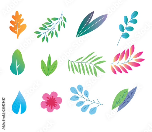 Vector set of tropical leaves and flower