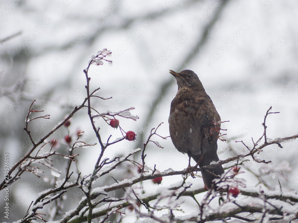 Blackbird on the snowy tree. Thrush on snowy tree. Blackbird on the snowy tree. Thrush on snowy tree.