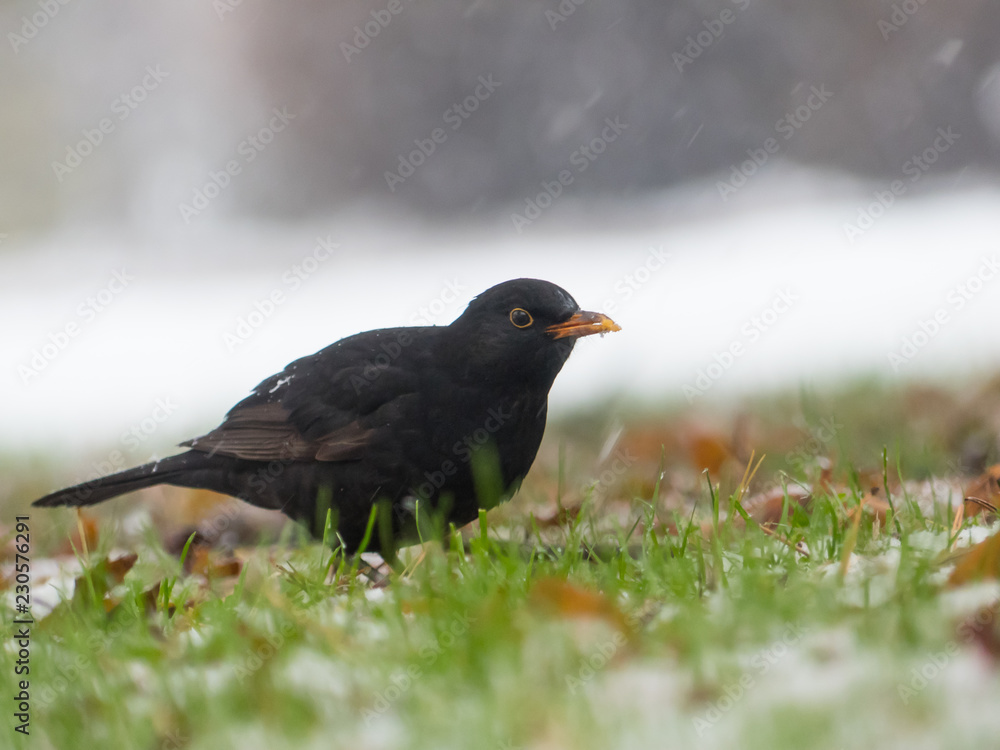 Blackbird on the ground. It is snowing in background. Blackbird on the ground. It is snowing in background.