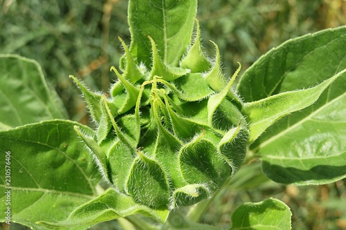 Fototapeta Naklejka Na Ścianę i Meble -  Sunflower
