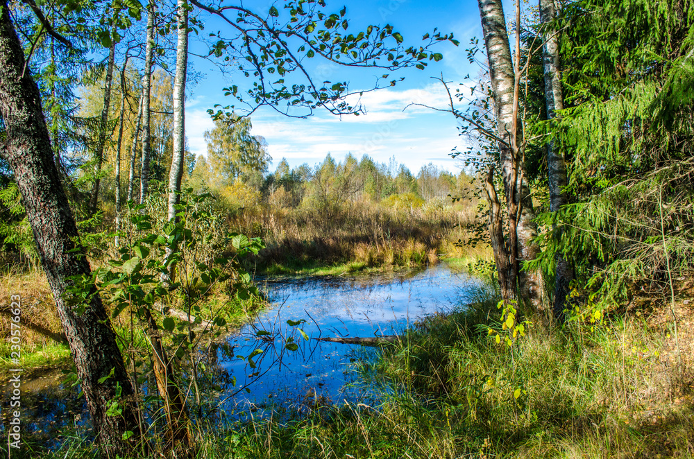 in the forest autumn Sunny day