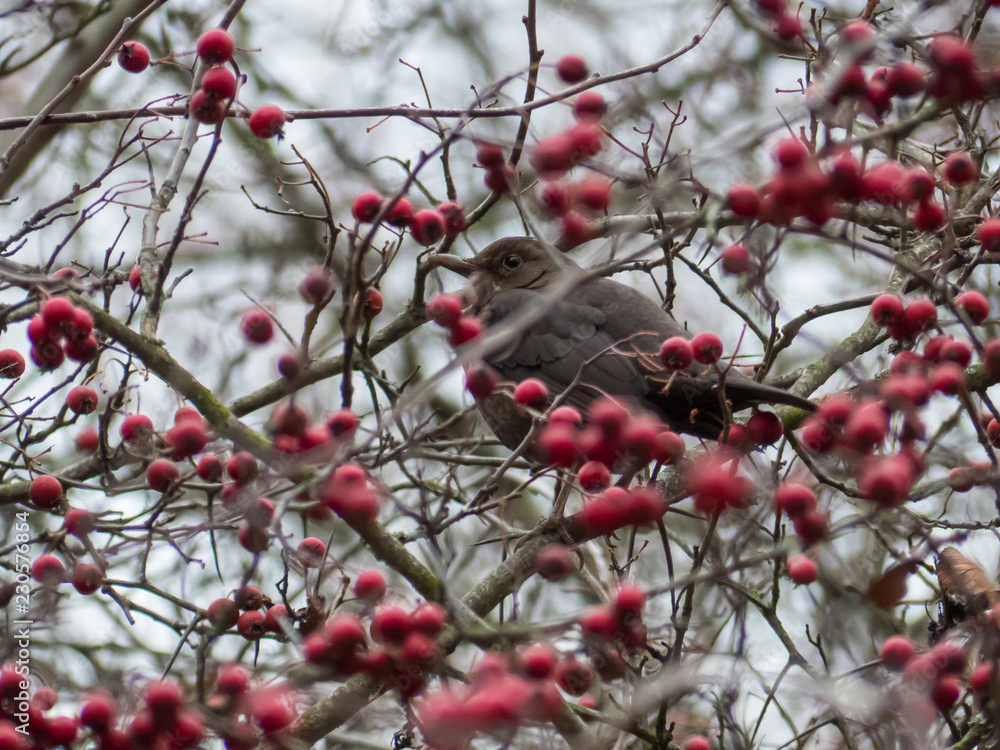 Thrush on a tree with red berries. Blackbird on a tree. Thrush on a tree with red berries. Blackbird on a tree.