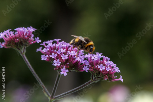 Blumem mit Biene