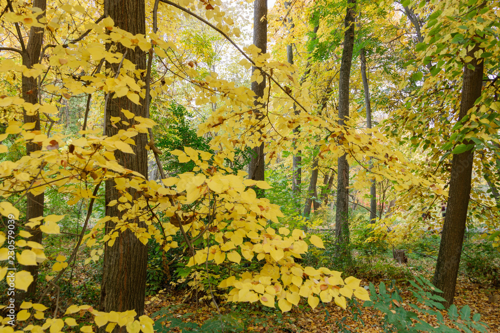 Yellow leaves on the trees