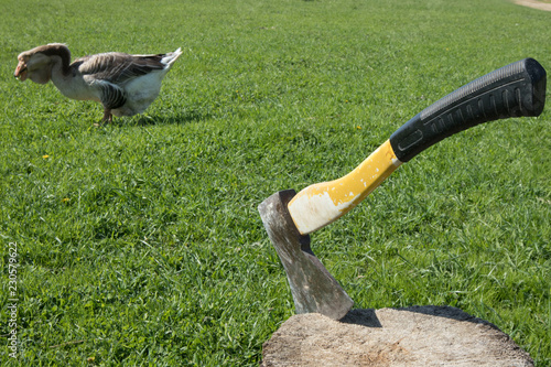 old axe in a stump in a meadow against a walking goose photo