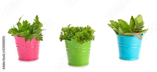 Color buckets with fresh aromatic herbs on white background