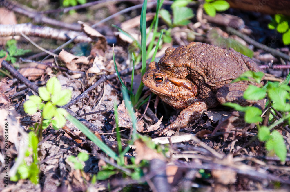 Fototapeta premium The pairing of common toads