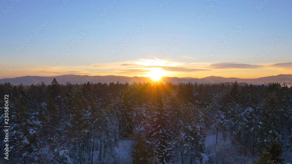 AERIAL: Flying over the idyllic snowy woods and towards the golden sunrise.