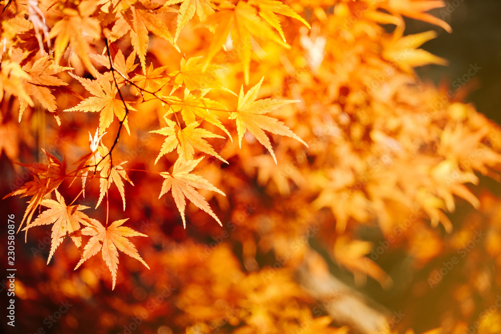 Autumn maple momiji leaf. Seasonal natural foliage in fall season. Natural background with copy space. Autumn maple momiji leaf. Seasonal natural foliage in fall season. Natural background with copy space.