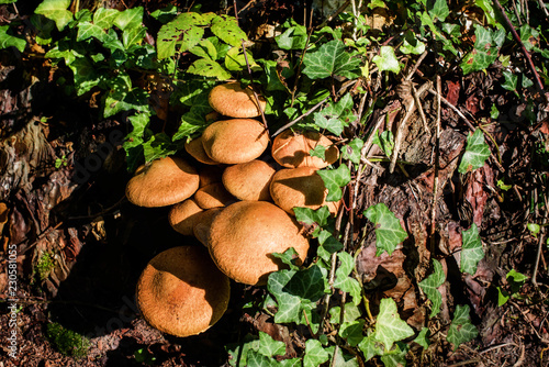 champignons vénéneux