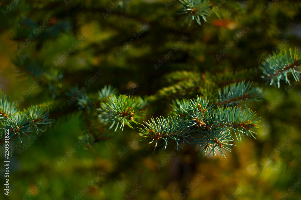 green fir-tree branches close-up
