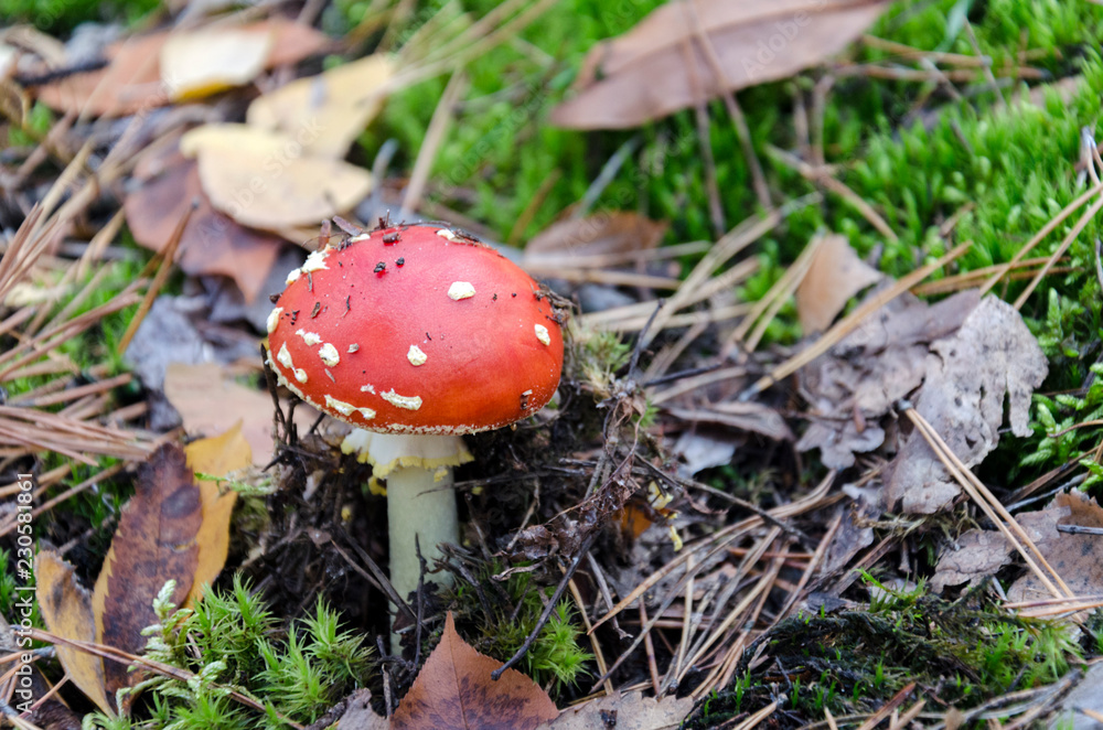 Amanita with a red cap Amanita with a red cap