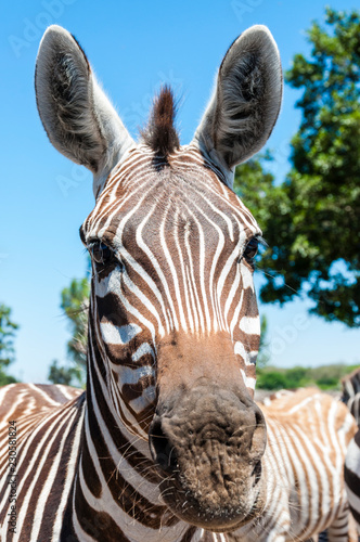 Portrait of African Zebra