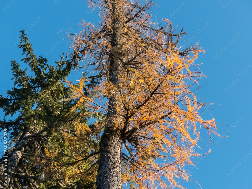 Fototapeta premium Two trees with green and yellow needles.