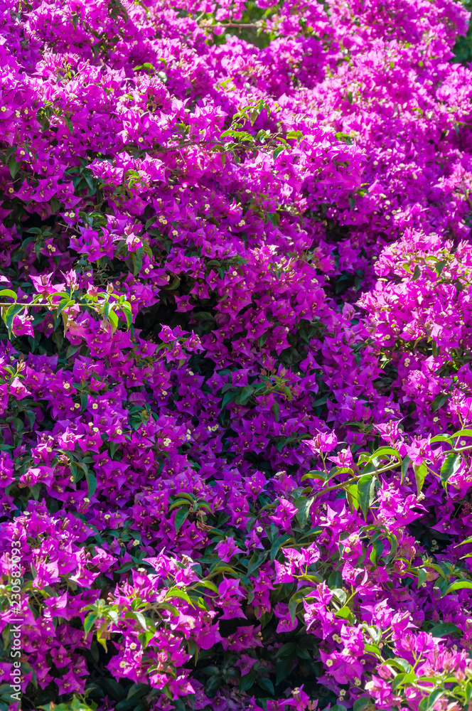 Blooming magenta Bougainvillea bush