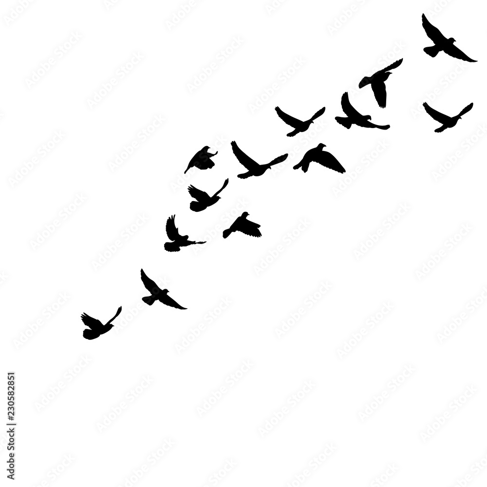 Obraz premium isolated silhouette of flying birds