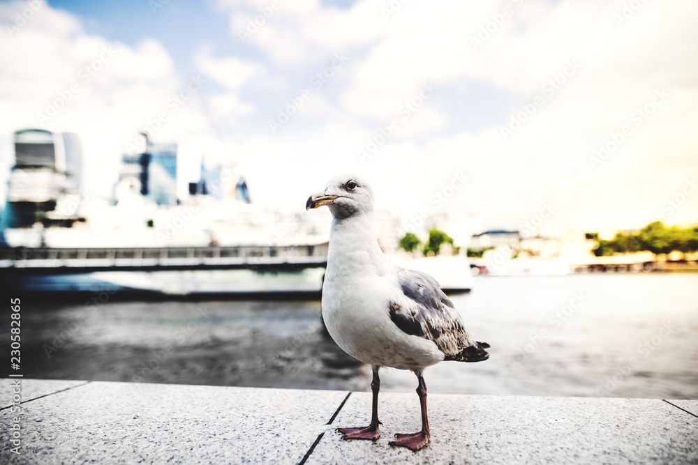 A seagull in a city of London.