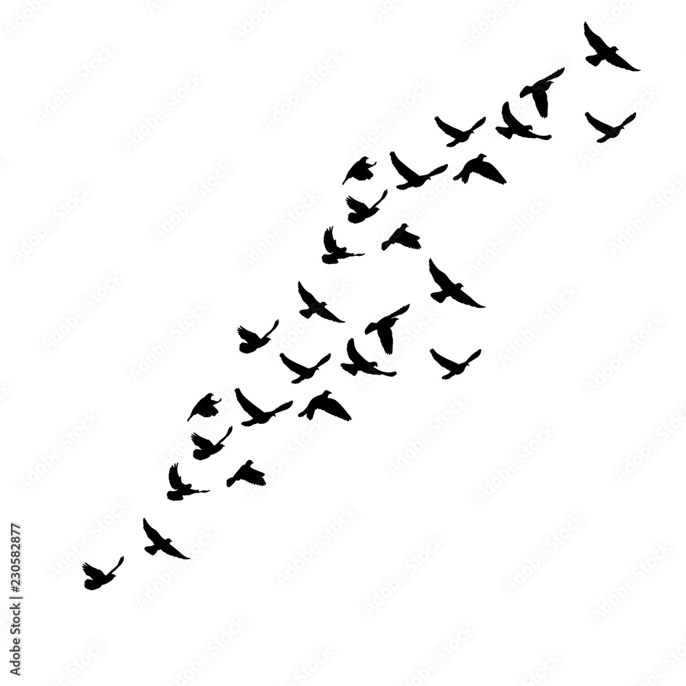 Obraz premium na białym tle sylwetka ptaków latających