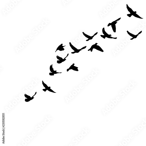  isolated silhouette of flying birds