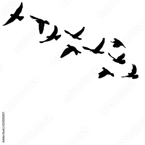 silhouette of flying birds