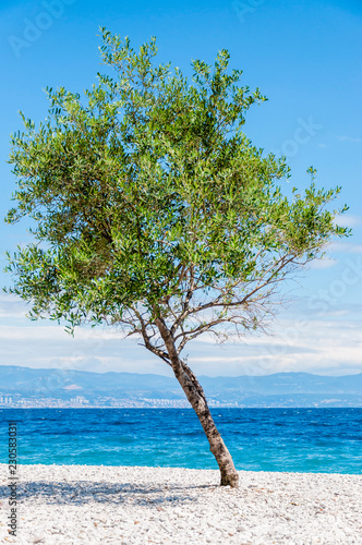Fototapeta Naklejka Na Ścianę i Meble -  Young olive tree on Adriatic sea pebble beach